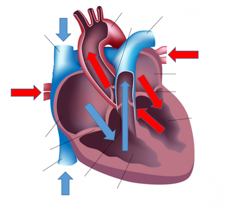 het antwoordmodel van de opdracht: geef met pijlen de stroomrichting aan"