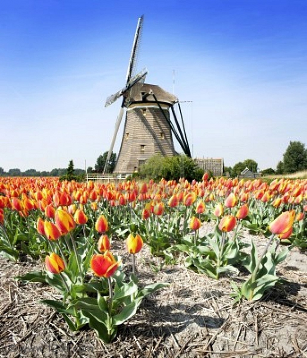 Tulpen en een molen in Nederland