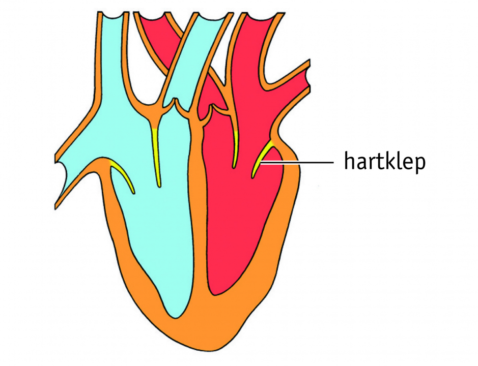 Hartkleppen