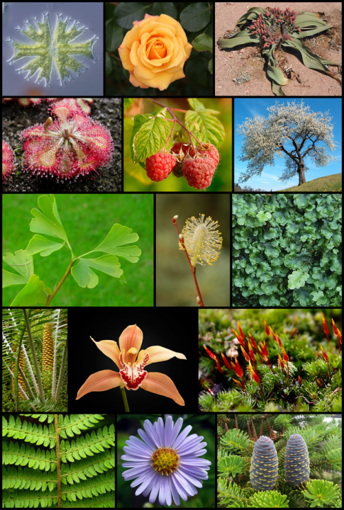 Het rijk der planten