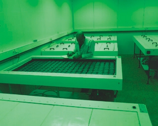 Sommige zaden kiemen alleen in het donker. Om de zaden te testen en te beoordelen wordt groen licht gebruikt. Bron: Incotec