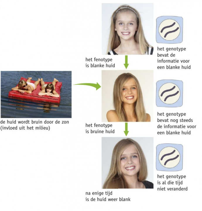 Afbeelding 4 het fenotype word aangetast, maar het genotype niet. bron: Biologie voor jou