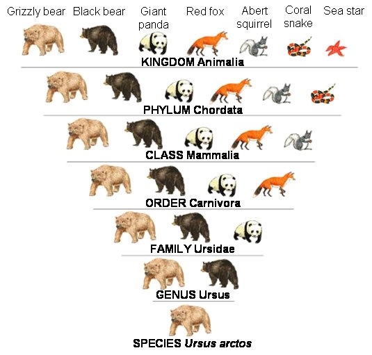 Voorbeeld van hoe soorten onderverdeeld zijn in verschillende groepen binnen de ordening. De afbeelding is in het Engels maar de indeling is van beneden naar boven: soort, geslacht, familie, orde, klasse, stam, rijk aan de linker kant. Aan de rechterkant de wetenschappelijke namen voor (beneden naar boven) Grizzly beer (Ursus arctos), Echte beren (Ursus), Beren (Ursidae), Vleeseters (Carnivora), Zoogdieren (Mammalia), Gewervelden (Chordata), Dieren (Animalia).
