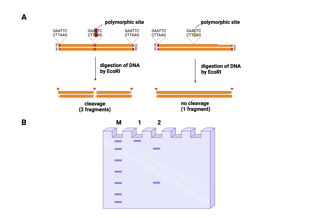 Figure 15.3 DNA sequence polymorphisms in forensic genetics. A. Restriction fragment length polymorphism (RFLP) representation. B. Schematic visualisation of RFLP polymorphism by agarose gel electrophoresis. M – molecular weight marker, represents DNA fragments of known length, 1 – example of visualisation of a polymorphic site that does not undergo restriction enzyme cleavage, 2 – example of visualisation of a polymorphic site that undergoes restriction enzyme cleavage.