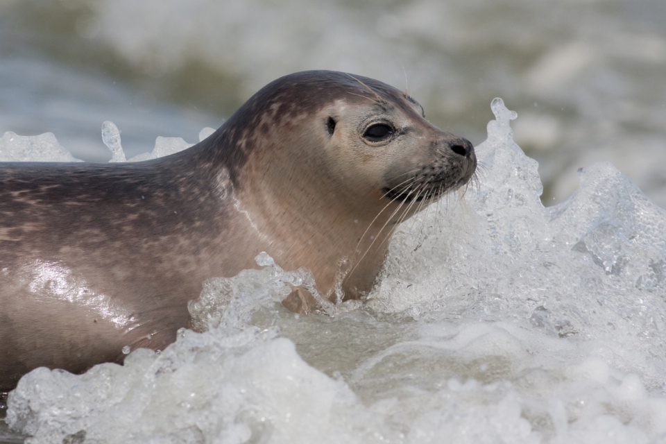 Klik hier voor meer informatie over zeehonden