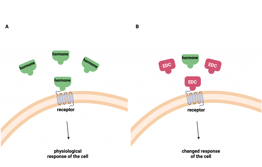 Figure 12.2 Mechanism of endocrine disruption by natural hormone receptor binding. The hormone is released from binding to the receptor (A), while the endocrine disruptor (EDC) subsequently alters the physiological response of the cell (B).