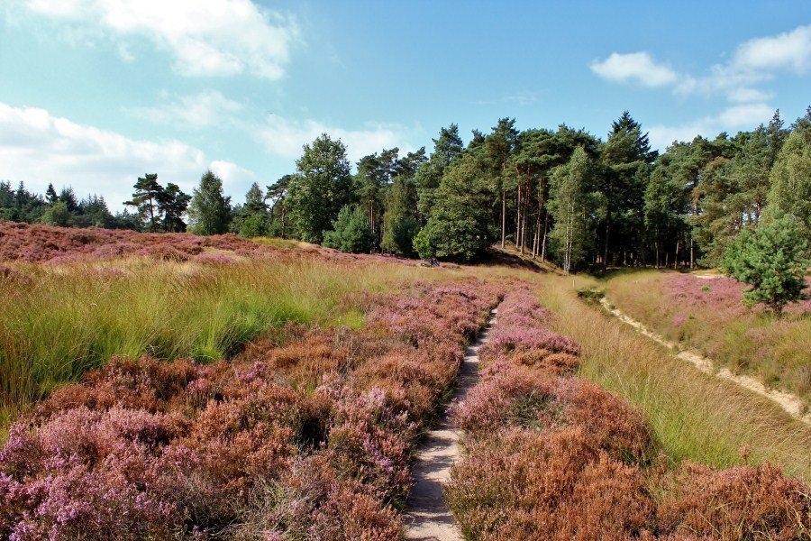 Utrechtse Heuvelrug © Zwaluwreizen