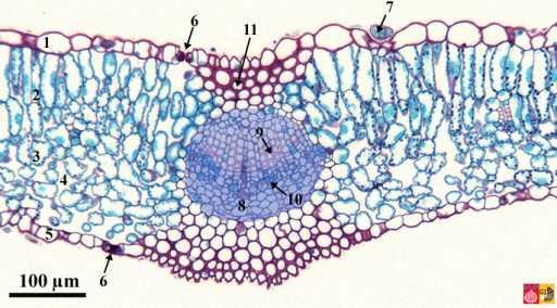 Bron: https://vcbio.science.ru.nl/image-gallery/show/labels/PL0130/