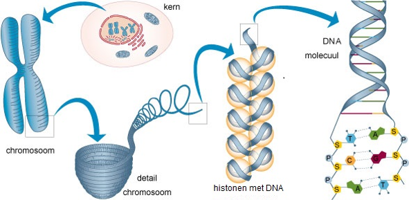 DNA in een celkern