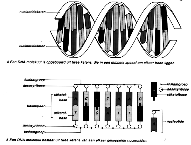 Afbeelding 1: Schematische weergave van een DNA molecuul