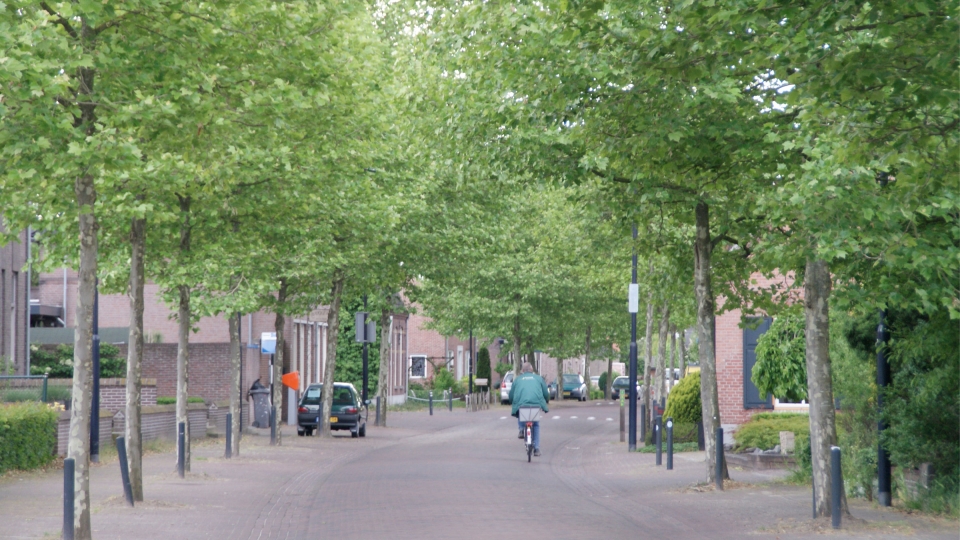 bomen in de openbare ruimte