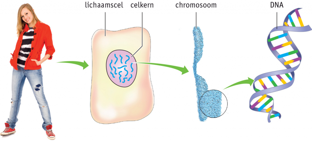 lichaamscel