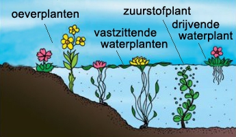 Vier groepen waterplanten