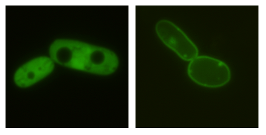 Figure 17.4 Proteins labelled with green fluorescent protein. The image on the left shows a protein located freely in the cytoplasm (almost the entire cell is green), the image on the right shows a protein located in the cytoplasmic membrane (the cell is bordered by a fluorescent green line). Both pictures were kindly provided by A. Cillingova.