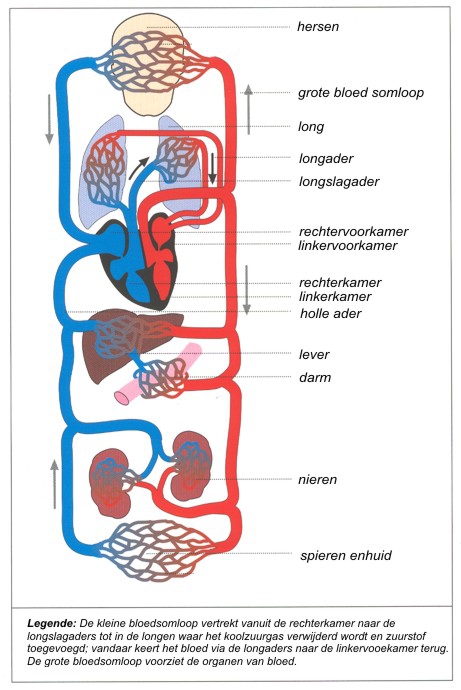 Bloedsomloop