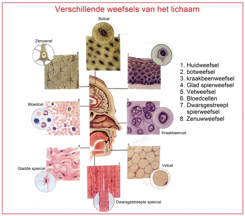 Weefsels en cellen