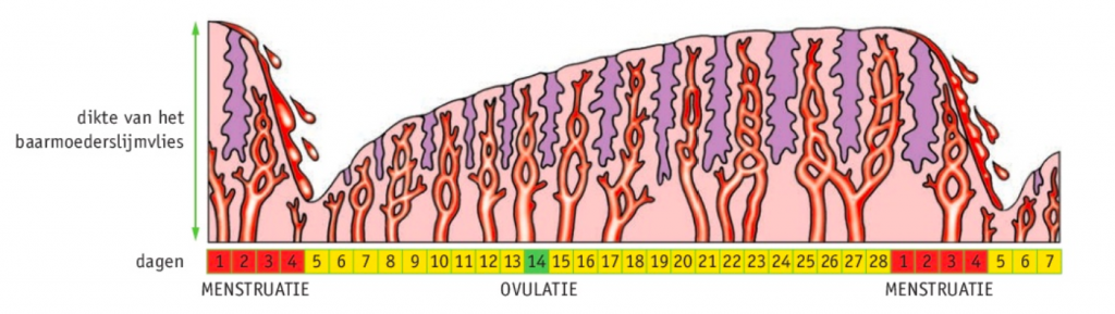 1. Menstruatiecyclus en de dikte van het baarmoederslijmvlies