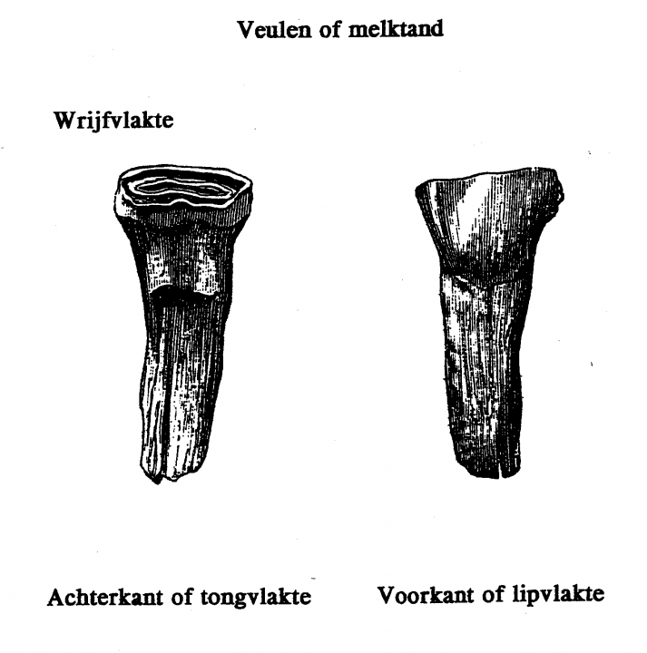 veulen of melktand