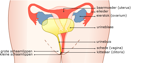 Voortplantingsorgaan vrouw