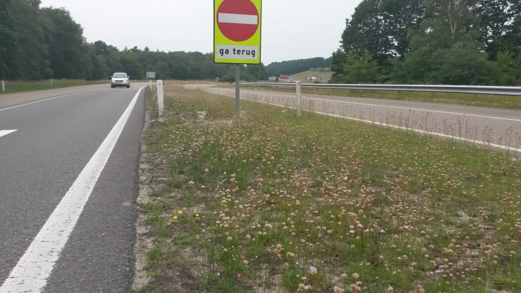 Waarom groeit Engels gras in de berm van de snelweg A1?
