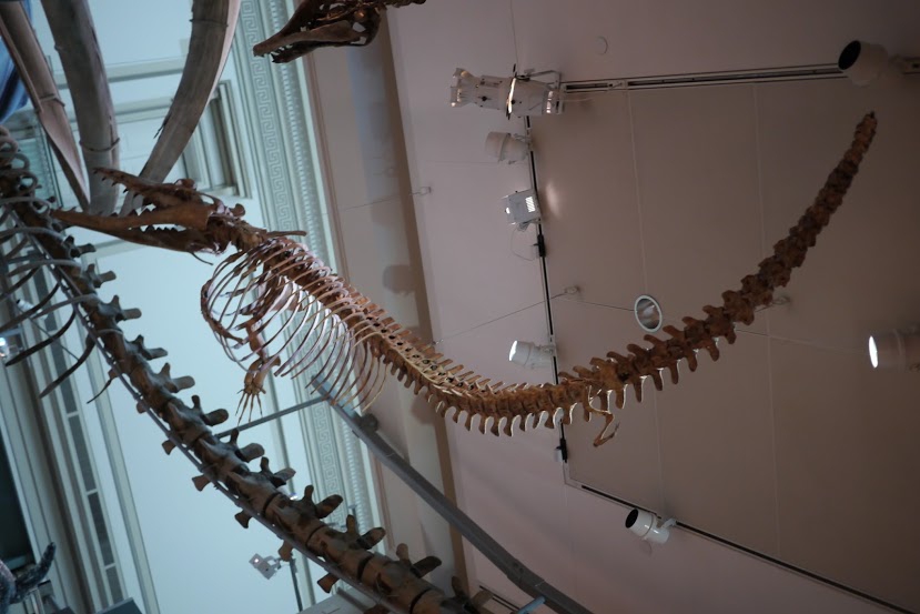 Smithsonian - Washington: Basiliosaurus skeleton (photographer: JJ Wietsma)