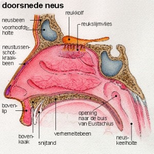 Neusholte