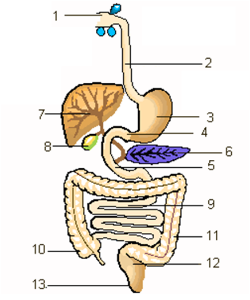 Afbeelding 14. Het verteringsstelsel van de mens (schematisch)