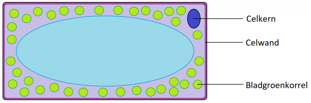 Plantaardige cel