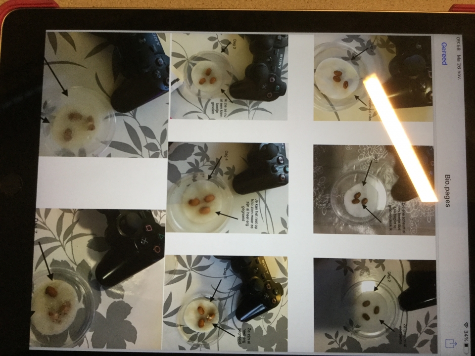  voorbeeld van collage boontje