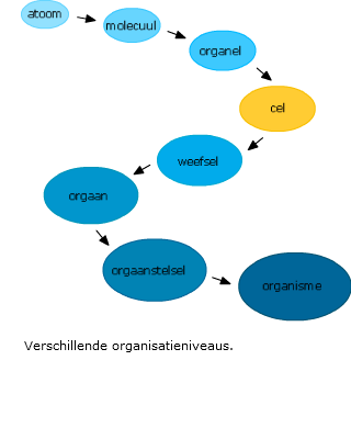 verschillende organisatie niveaus