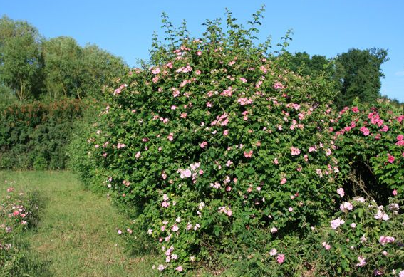 Egelantier (Rosa rubiginosa) in bloei