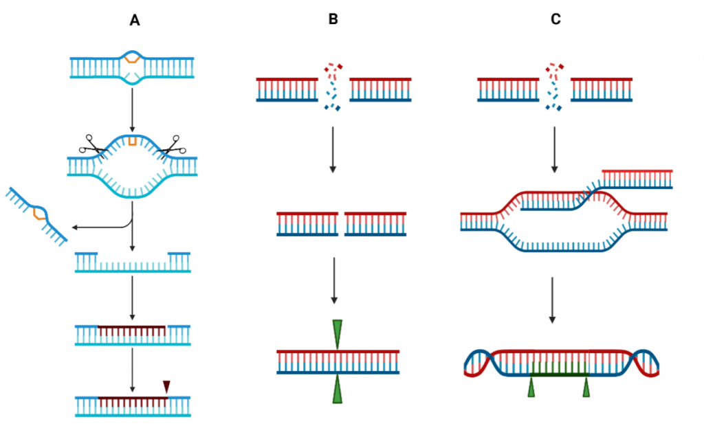 Figure 5.7 Methods of DNA damage repair. A) Removal of the damaged section of DNA using excision repair, which is replaced with new bases. B) DNA double-strand break repair by non-homologous end joining (NHEJ) with the participation of DNA ligase (green triangles). C) Homologous recombination (HR) also repairs double stranded DNA breaks, but requires the presence of a sister (homologous) chromatid as well as DNA ligase (green triangles).