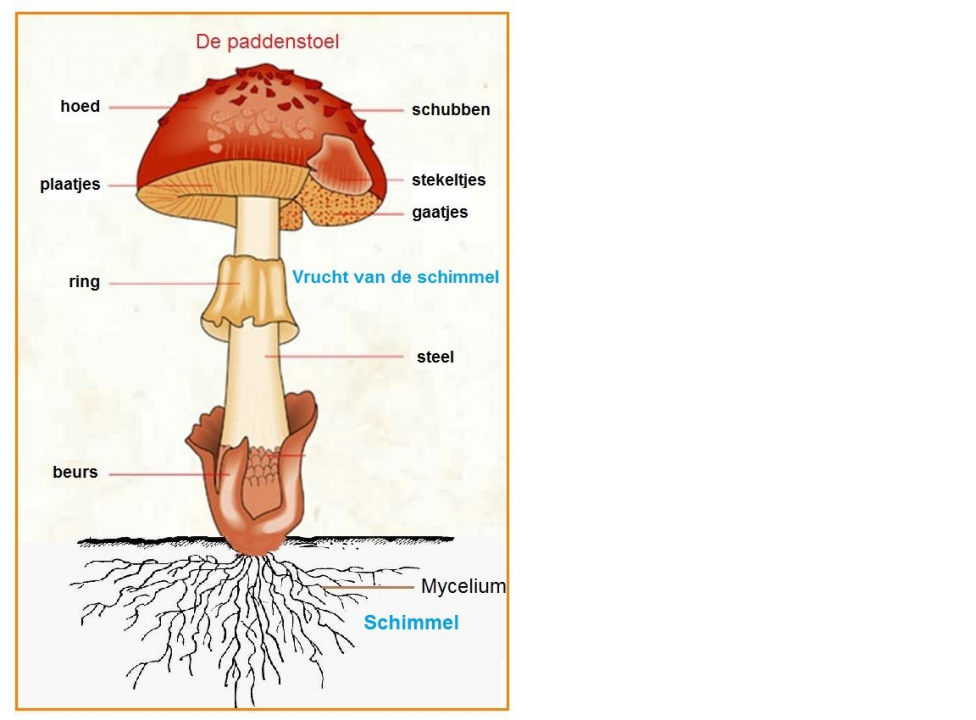 Afbeelding van een paddenstoel met de verschillende onderdelen