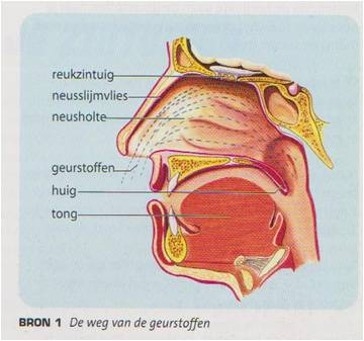 Bouw van de neus