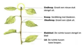 Klik op de afbeelding om het goed te kunnen bekijken.