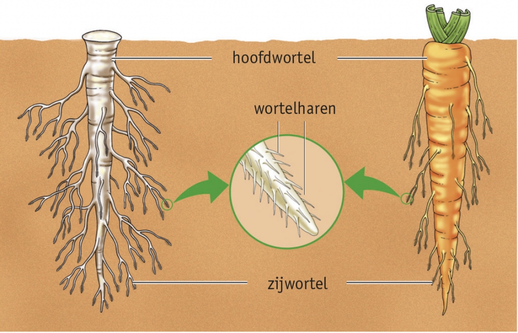 orgaan: wortel