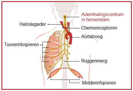 Het ademcentrum - Bron: Biologielessen (z.d.)