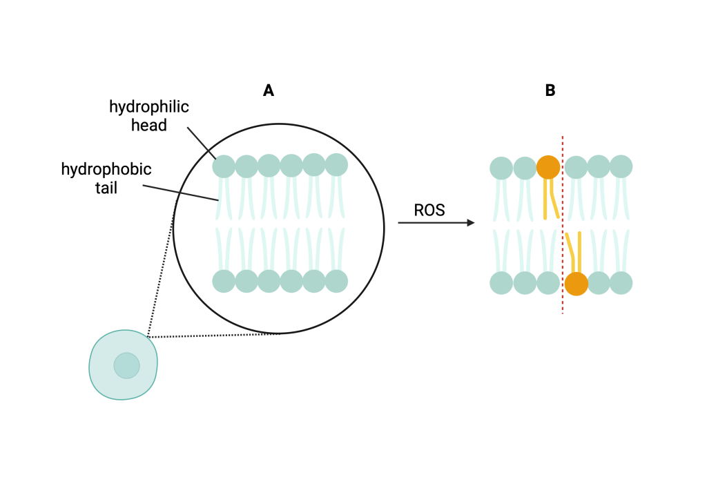 Figure 8.4 Oxidative damage of lipids. A. Lipids composed of a hydrophilic head and a hydrophobic tail placed next to each other in the membrane. B. Oxidation of the lipid tail causes a change in its conformation and the appearance of a hole in the membrane.