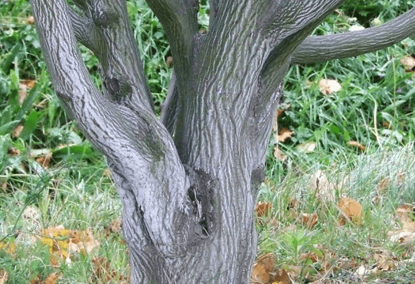 Acer davidii heeft een opvallende stam