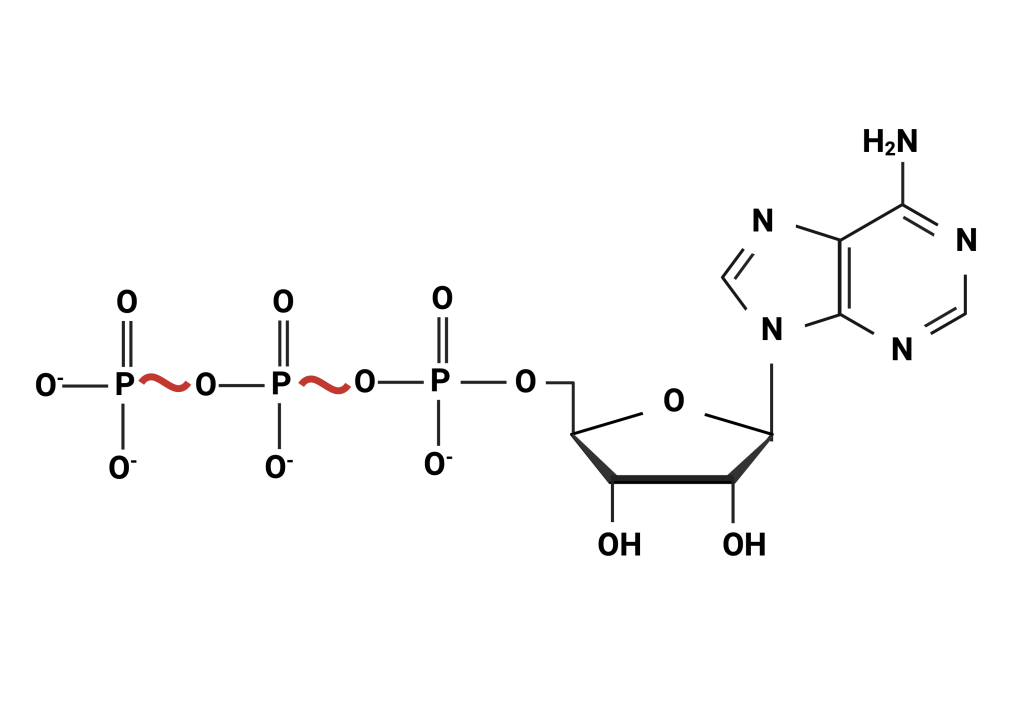 Figure 8.1 Adenosine triphosphate (ATP) molecule. High-energy bonds between phosphate groups are represented by a red wavy line, the splitting of which release energy in the cell.