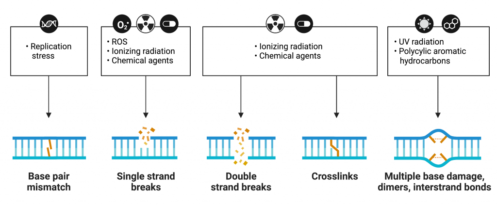 Figure 5.2 Sources of DNA damage. DNA can be damaged by many external environmental factors, including ROS (Reactive Oxygen Species), ionizing and UV radiation, as well as chemical agents. The result is that DNA is broken or forms different structures (crosslinks or dimers).