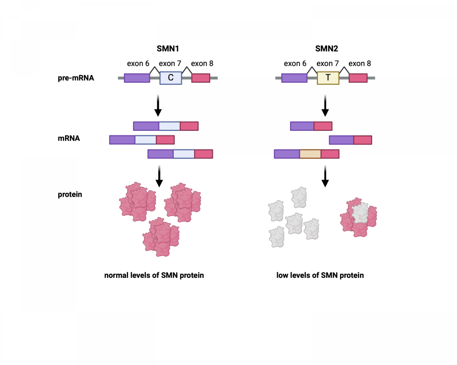 Figure 10.7 SMN1 ans SMN2 gene expression.