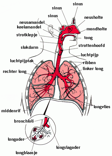 foto ademhalingsstelsel