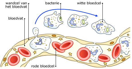 Afbeelding 7 - http://www.studiobiologie.nl/KB1/K09_07/uitleg3.html