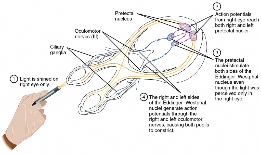 Illustration from Anatomy & Physiology, Connexions Web site, Jun 19, 2013