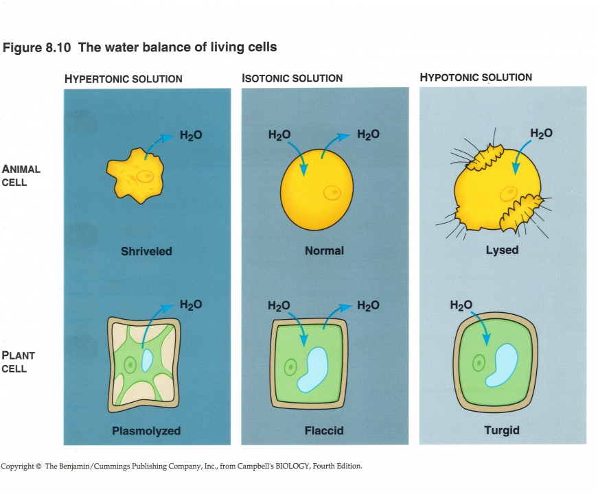 Waterbalans cellen (Osmose)