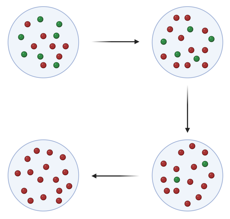 Figure 14. 3. Schematic representation of genetic drift. An example is a population in which individuals form gametes of 2 different genotypes (red allele and green allele). During the creation of offspring, the selection of gametes is random, therefore, in the next generation, the representation of alleles in the population may be changed. After a time, a certain allele may even disappear (green) and the other allele will be fixed in the population (red).