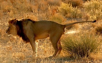 Afbeelding 2: een leeuw markeert zijn territorium