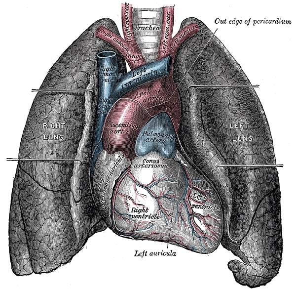 Afbeelding 1: De longen