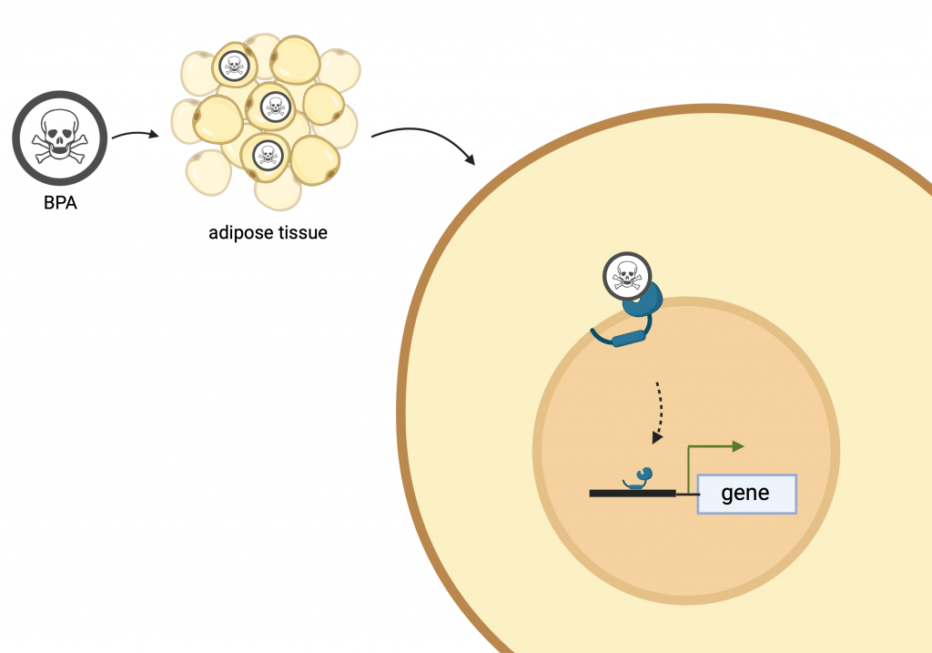 Figure 12.9 BPA binds to the nuclear hormone receptor (shown in blue in the figure) and thus influences the expression of genes responsible for the development of fat cells. It also has a negative effect on the regulation of sugar and fat metabolism in the blood.